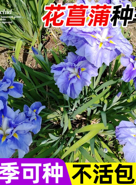 花菖蒲种子黄菖蒲种籽四季种开花