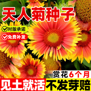 天人菊花种籽四季开花多年生宿根花籽公园小区花海景观耐寒花种子