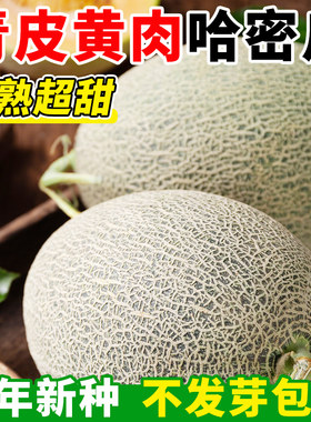 正宗新疆哈密瓜种籽南方北