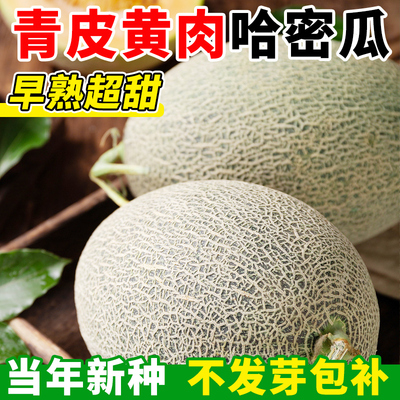 正宗新疆哈密瓜种籽南方北