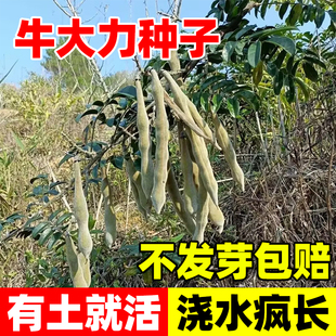 牛大力种子正宗野生四季易活牛大力薯牛蛋中叶牛大力泡酒煲汤食用