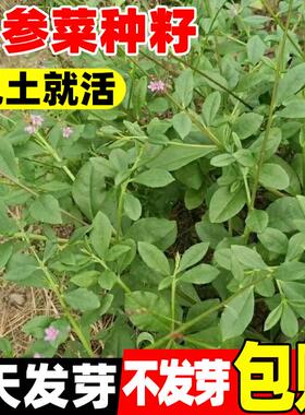 人参菜种籽土人参高丽菜种籽四季特色蔬菜叶用人参东洋菜土洋参子