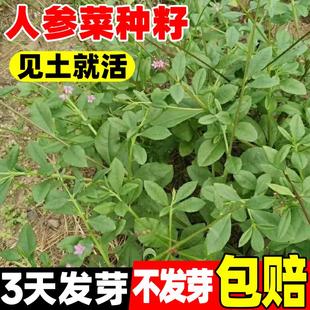 人参菜种籽土人参高丽菜种籽四季特色蔬菜叶用人参东洋菜土洋参子
