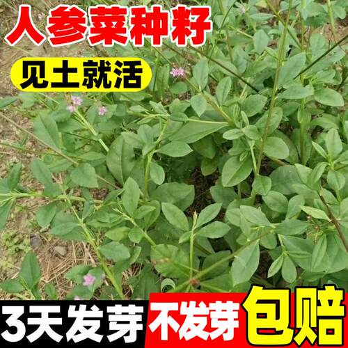 人参菜种籽土人参高丽菜种籽四季