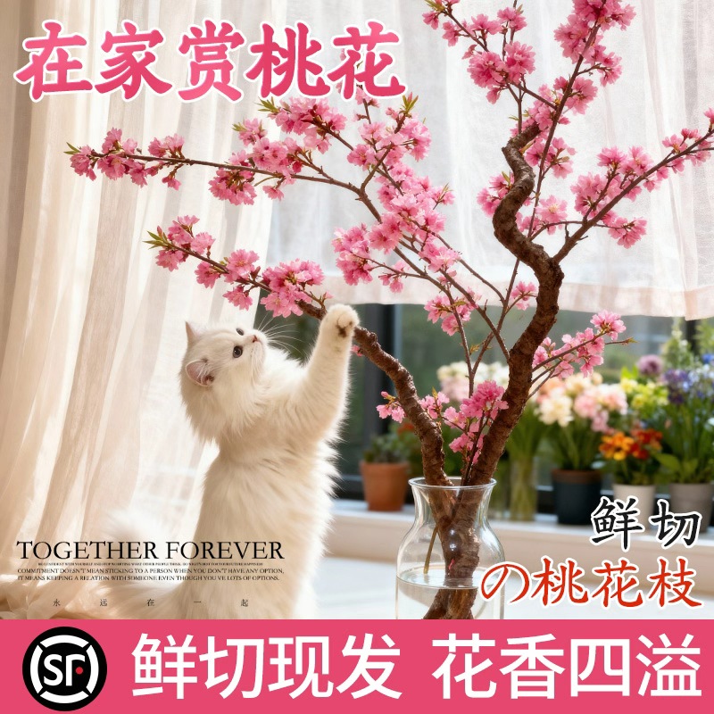 水培桃花枝树干枝带花红梅珍珠李