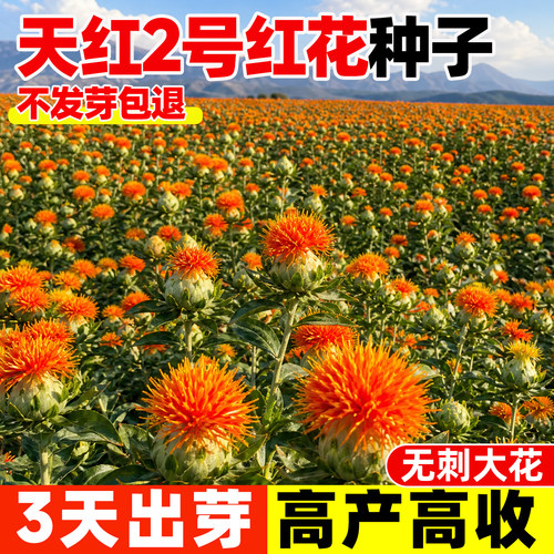 天红2号草红花种子药材无刺大花