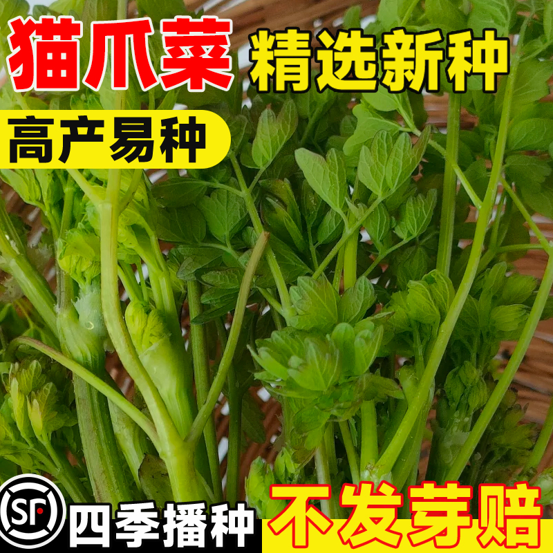 野生猫爪菜种籽东北野菜正宗唐松