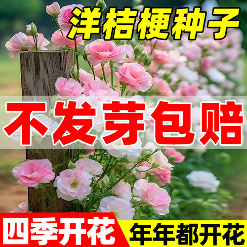 进口重瓣洋桔梗花种子混色四季种