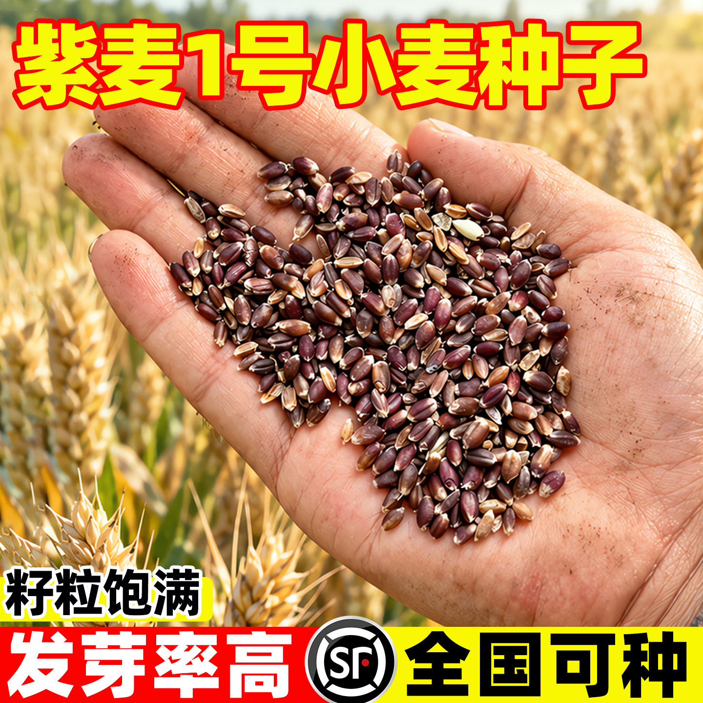 山农紫麦1号黑小麦种子正品冬小