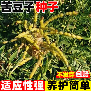 苦豆子种子四季种植葫芦巴抗旱耐寒牛羊马兔养殖牧草苦豆子草种籽