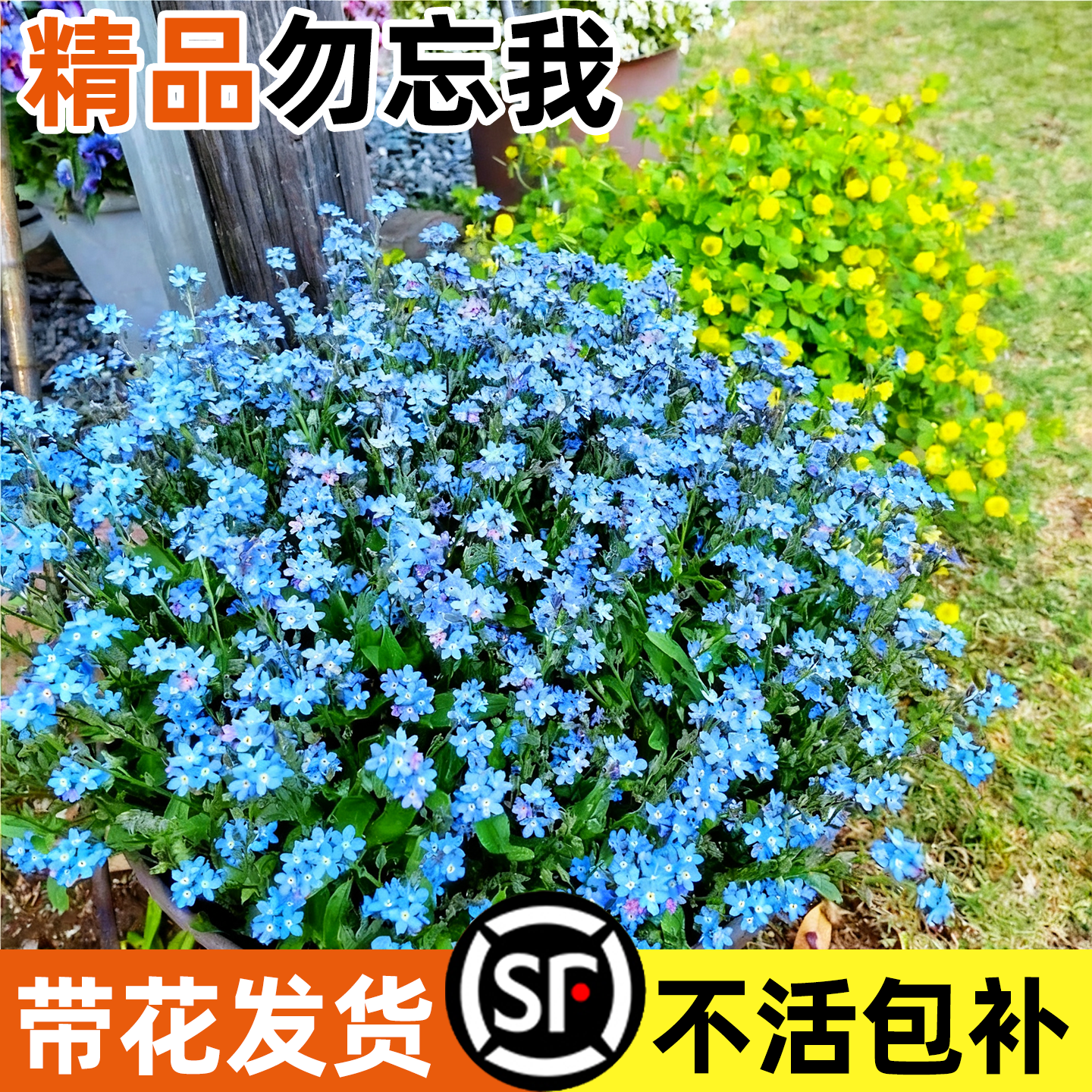 勿忘我盆栽花苗矮生小花四季种植