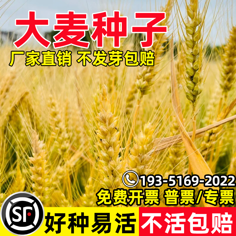 大麦种子芽苗菜种子大麦若叶青汁