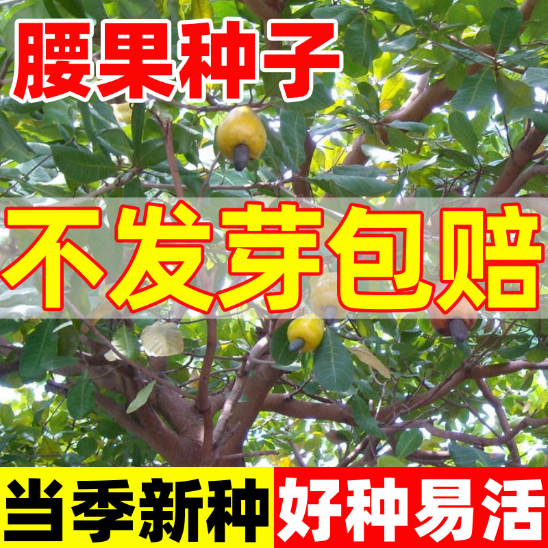 腰果种子鸡腰果种籽四季种植多年生易成活药食用槚如树介寿果树苗