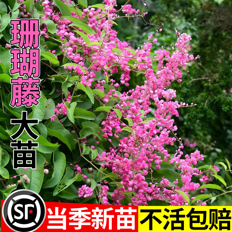 珊瑚藤盆栽攀援拱门耐热耐晒成品