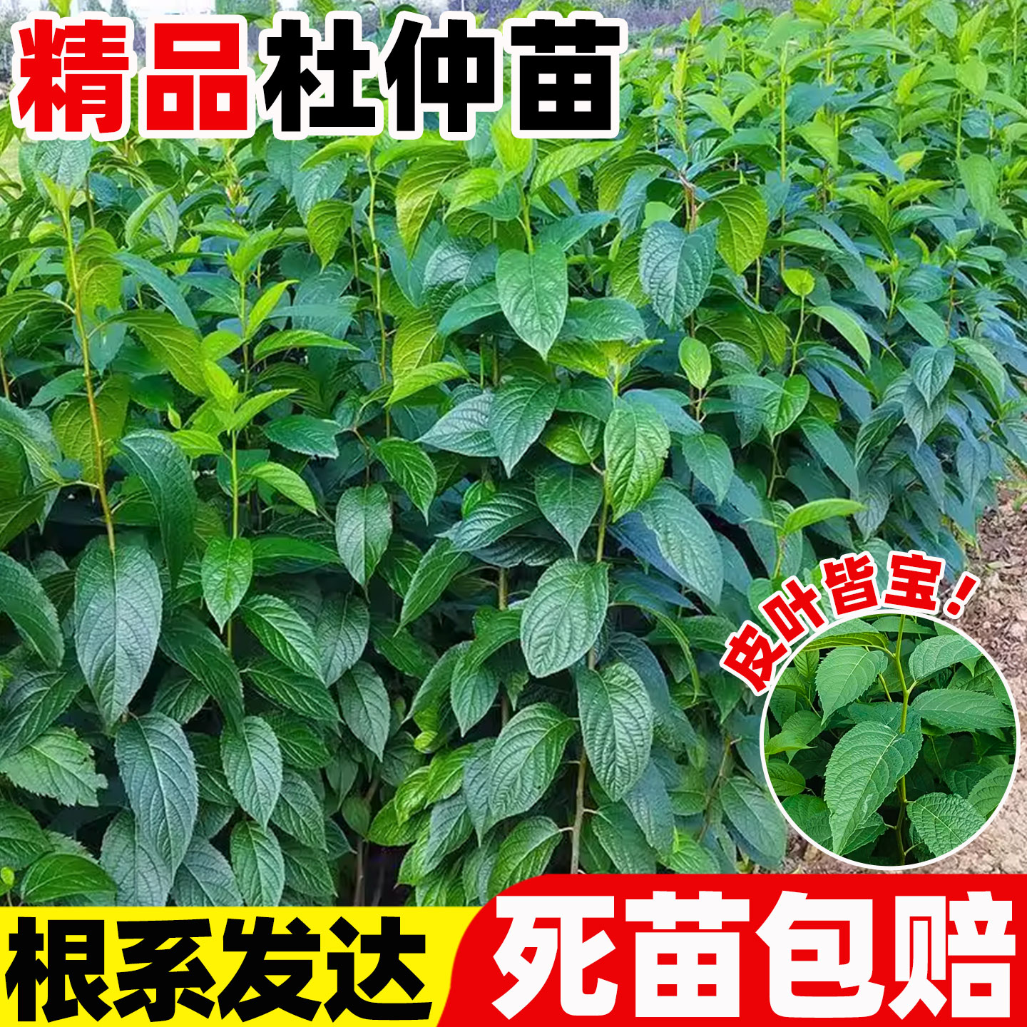 杜仲树苗药材种植苗中草药连