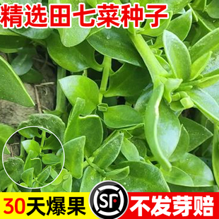 田七菜种籽四季种植易成活早熟抗病高产特色保健菜三七种子盆栽苗