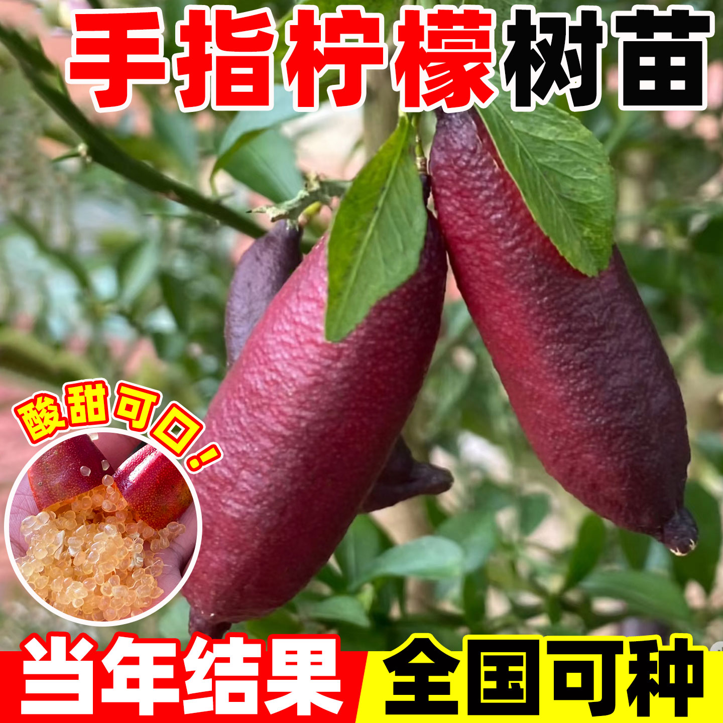 澳洲手指柠檬树苗当年结果