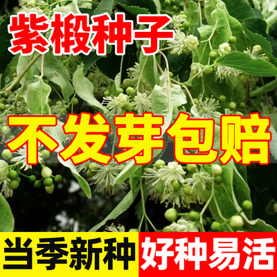 椴树种子康紫千层皮火绳青