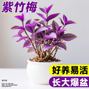 紫竹梅盆栽油画吊兰室内好养绿植四季花卉紫罗吊兰办公室客厅桌面