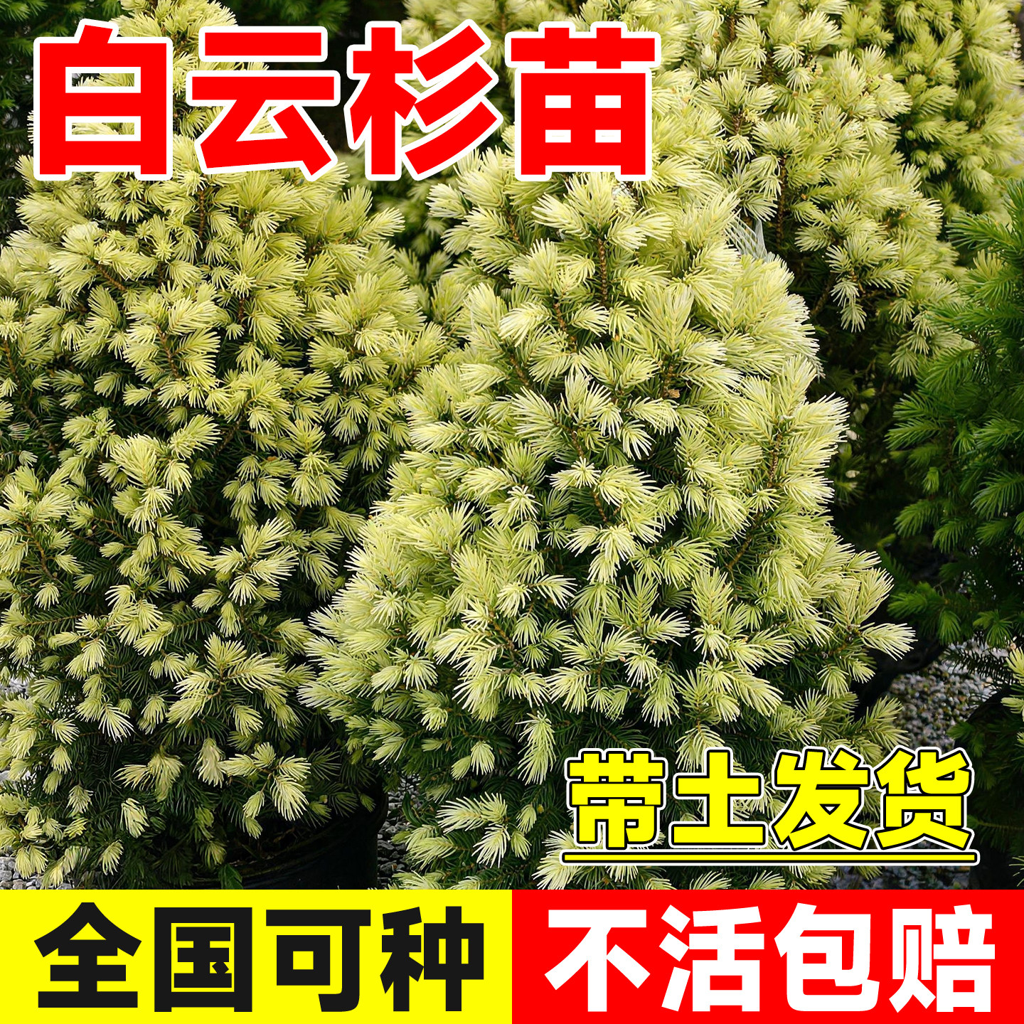 白云杉盆栽进口针叶桑德斯蓝冬日黄金四季常青高档庭院树耐寒树苗