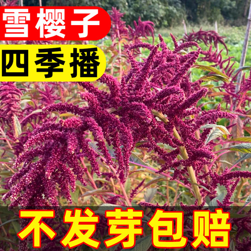 雪樱子种子特色保健蔬菜种籽易活