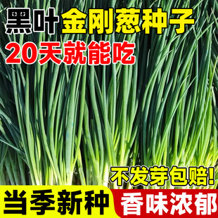 黑叶金刚葱种子四季易种阳台庭院盆栽分多多葱种子大全小香葱种籽