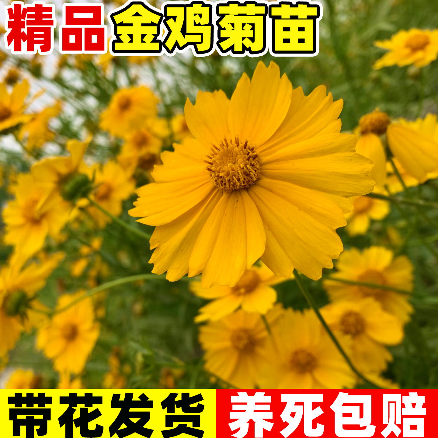 重瓣金鸡菊盆栽耐寒耐热多图片