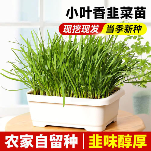 头茬新根韭菜根苗紫色韭菜根四季