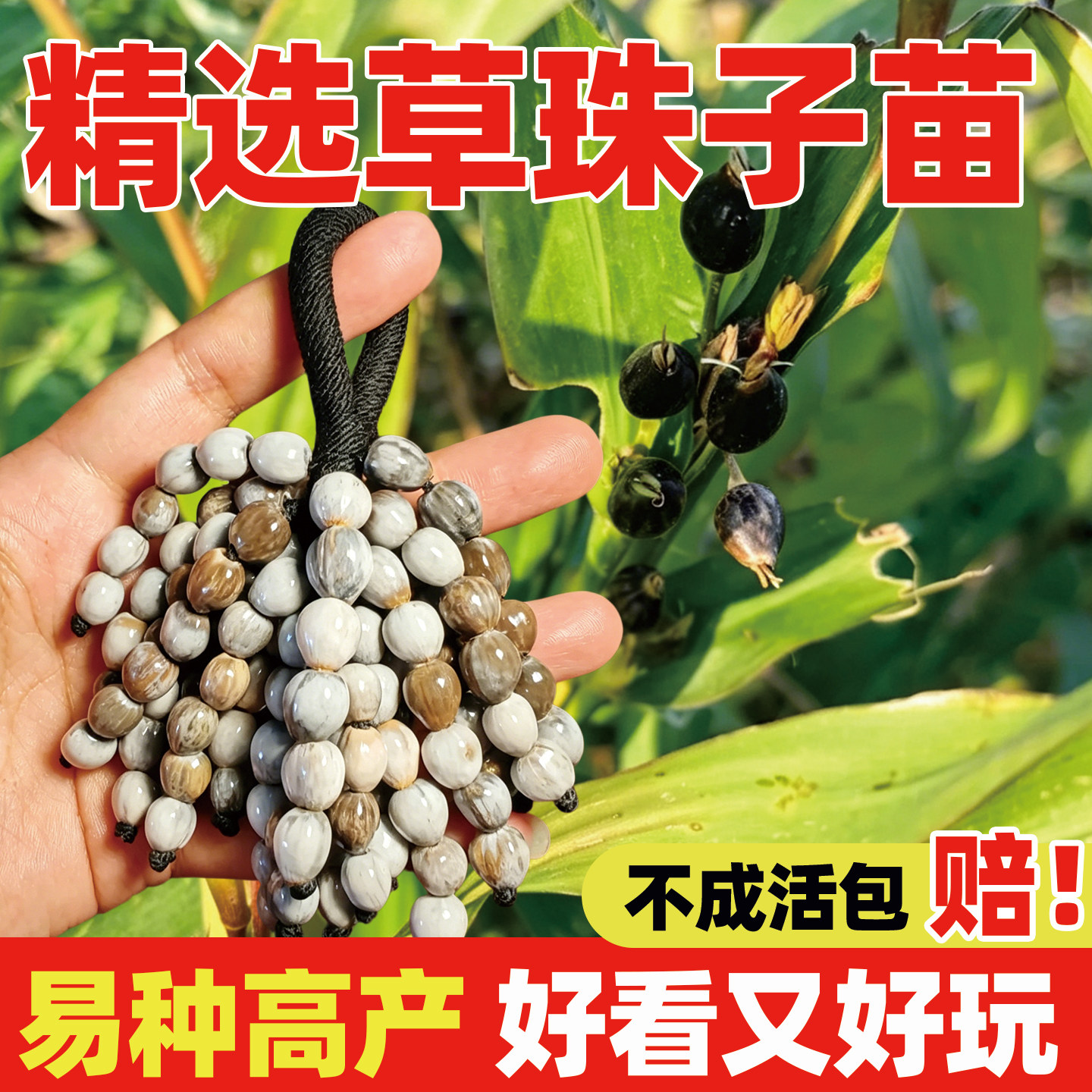 草珠子苗薏苡草菩提苗尿珠子苗高粱苗玉米苗花生苗高产种幼秧苗孑