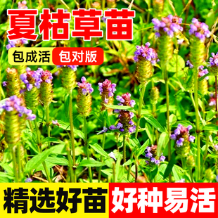 夏枯草苗新鲜正宗四川深山野岭现采挖中草药白毛夏谷草夏菇草凉茶