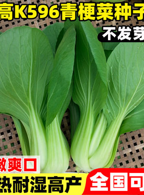 德高K596青梗菜种子油菜种子四季播阳台庭院矮脚苏州青上海青盆栽