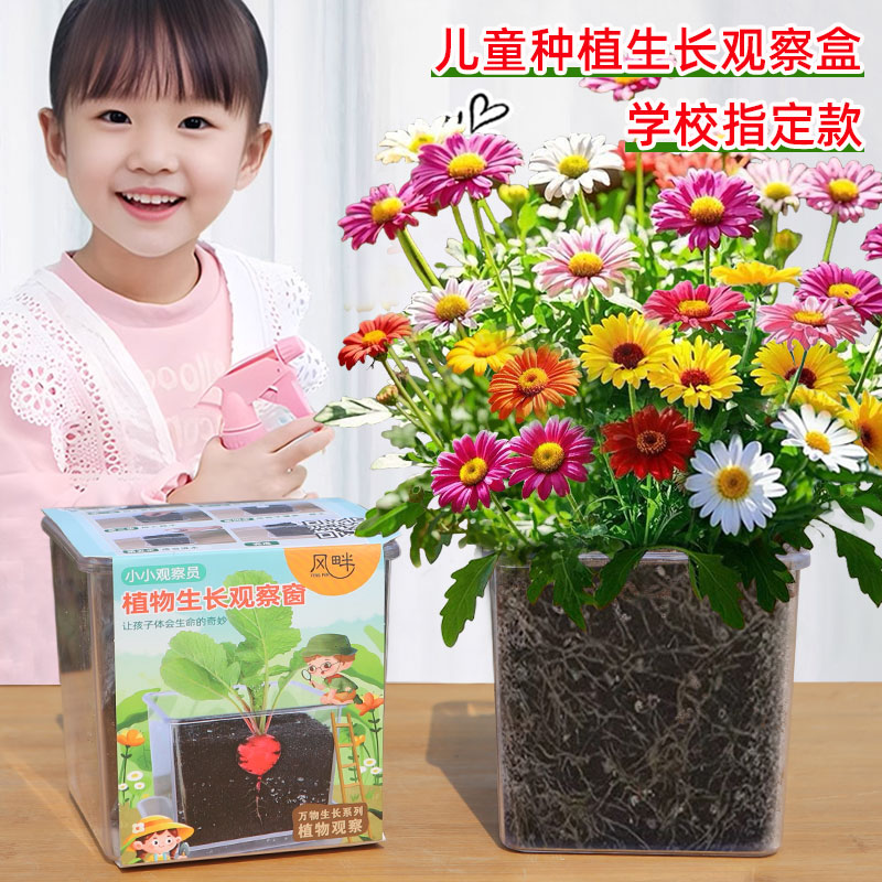 除虫菊种子小盆栽学生实验观察儿童种植向日葵太阳花种籽四季开花
