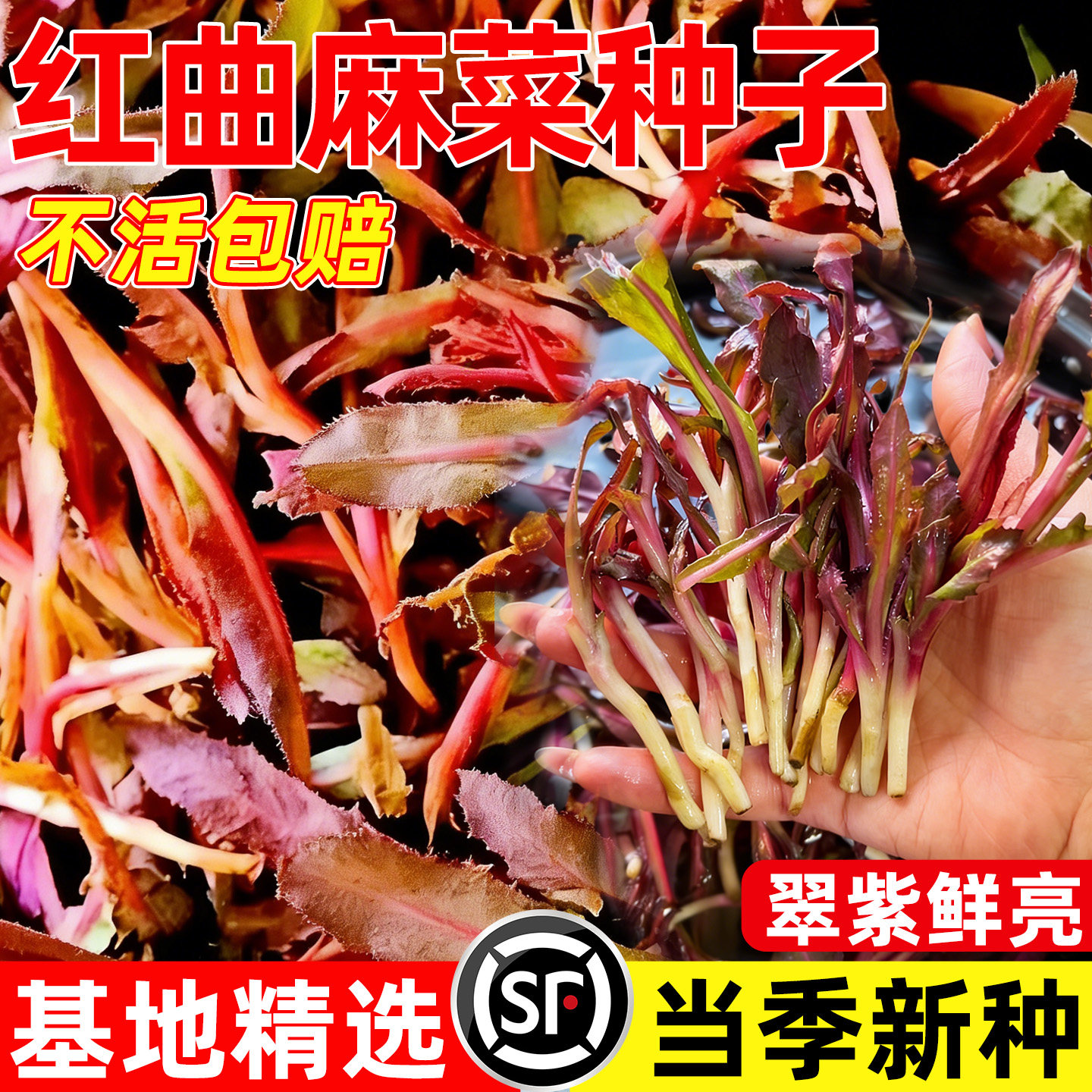 农家曲麻菜红色曲曲菜紫红苦麻菜四季可种蘸酱菜苦农家蔬菜菜种子