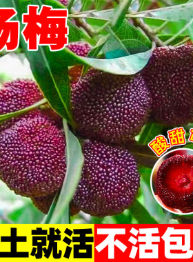 杨梅种子水果树白蒂梅树梅东魁圣生梅四季春季秋季庭院观果树种籽