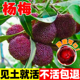杨梅种子水果树白蒂梅树梅东魁圣生梅四季春季秋季庭院观果树种籽