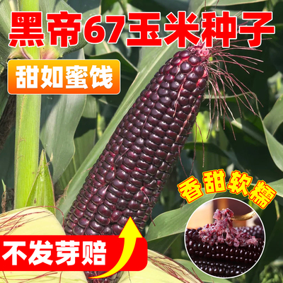 黑帝67黑甜糯玉米种子大棒甜加糯