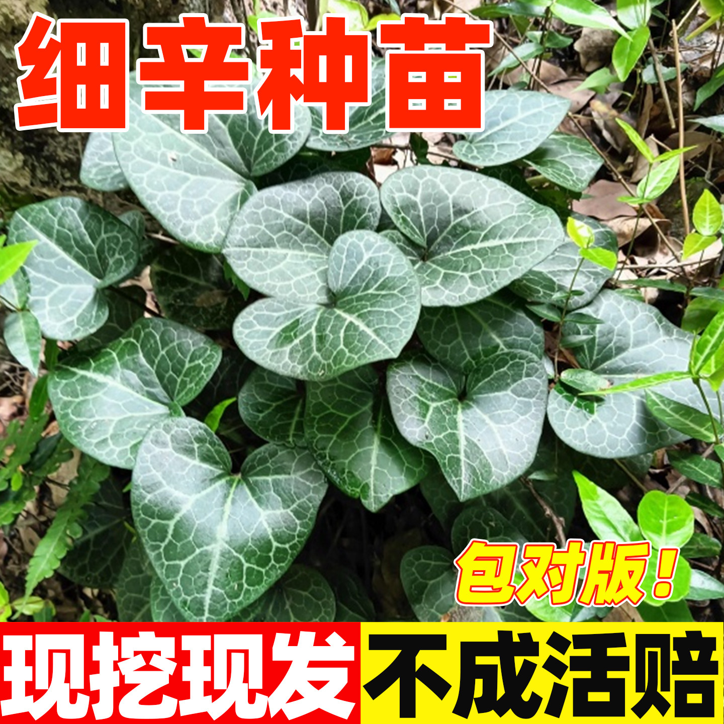 细辛种苗盆栽中草药花卉四季种美观易活喜湿庭院耐寒苗北细辛植物