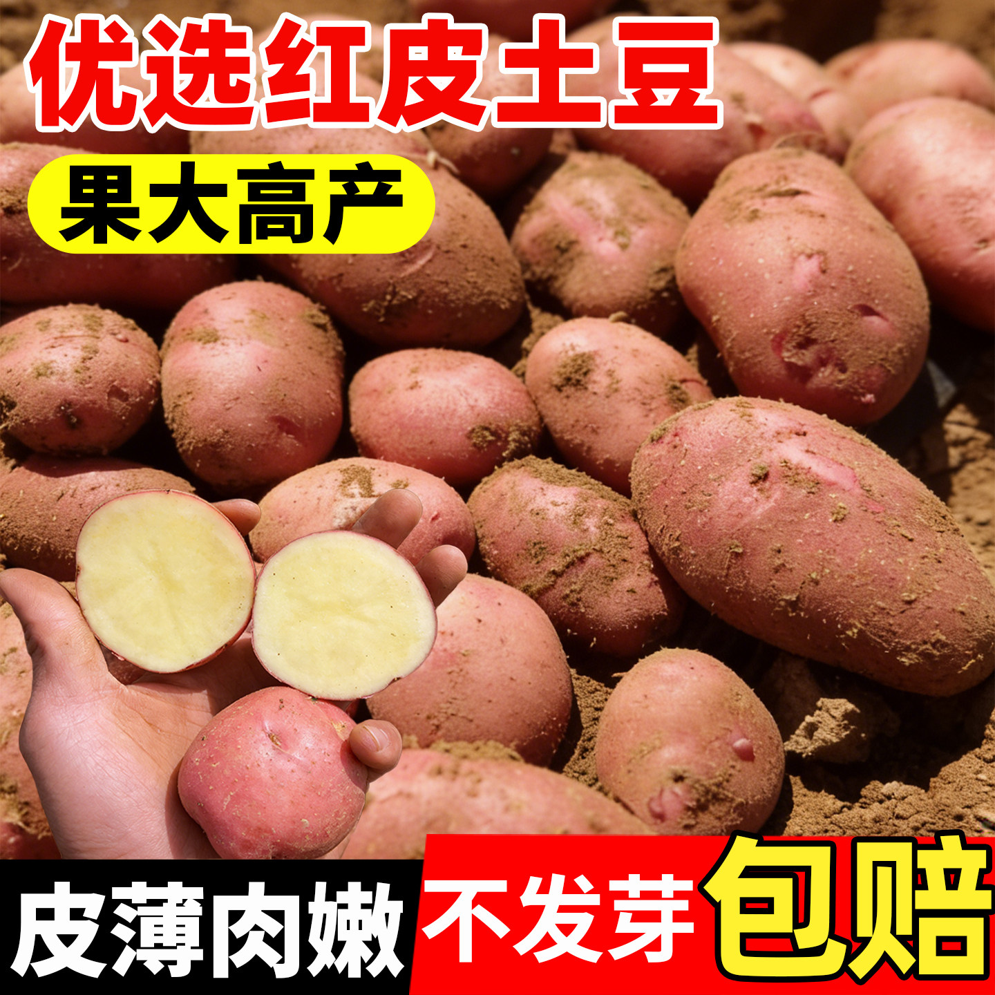 高产红皮土豆种带芽原种孑种子马铃薯种黄心地瓜特大发芽春季种籽