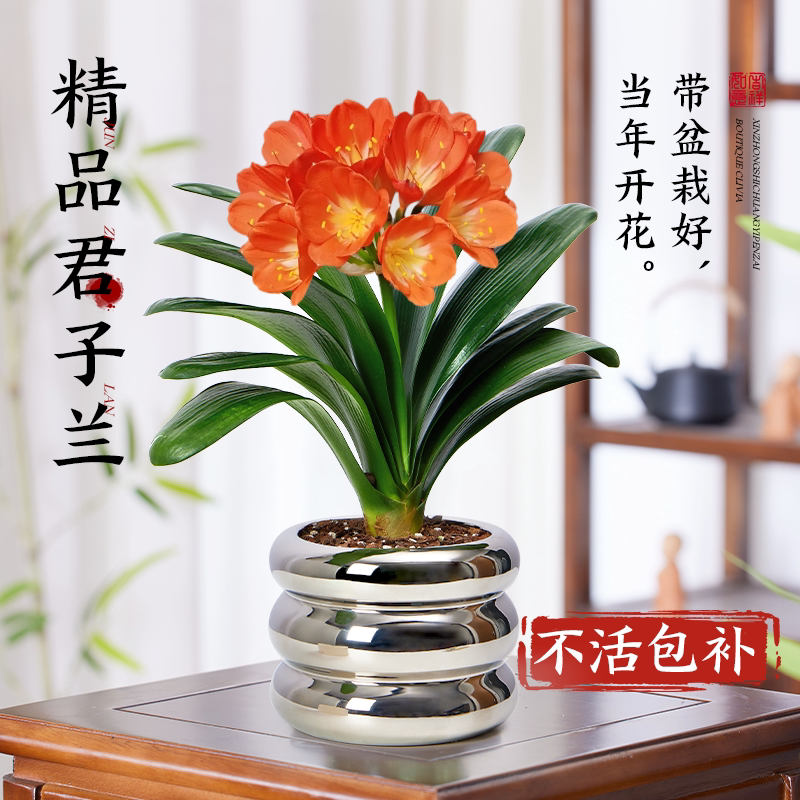 君子兰盆栽带花苞花卉植物室图片
