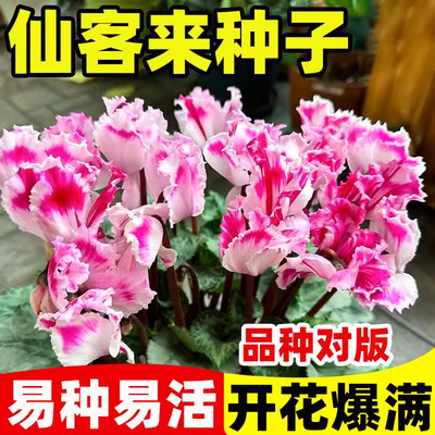 仙客来种子四季阳台萝卜海