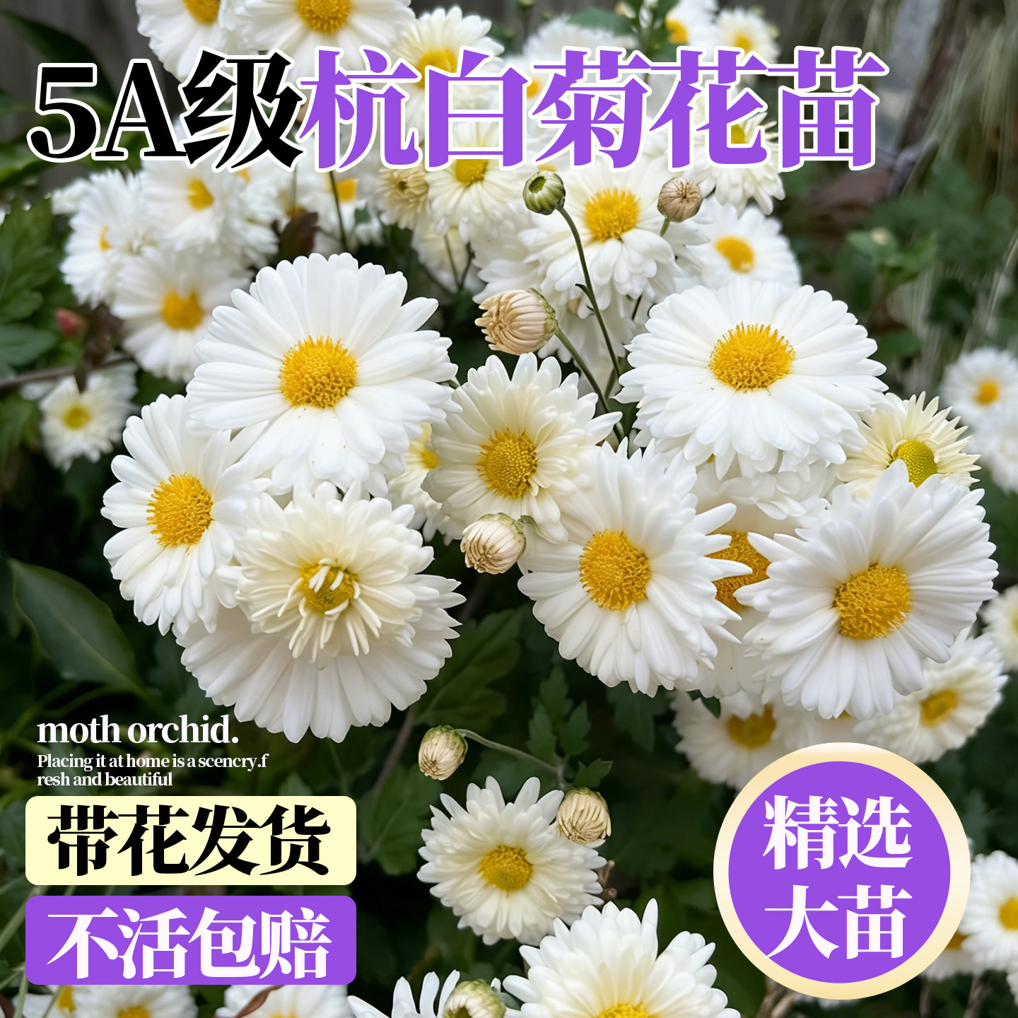 杭白菊花苗四季种植食用花草茶阳台庭院盆栽苗多年生耐寒耐热花卉