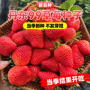 草莓种子丹东99草莓种籽四季种盆栽阳台易活多年生水果红颜草莓种