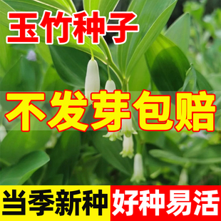 玉竹种子萎地管子尾参南北方种植易活药食同源滋补黄精玉竹种籽子