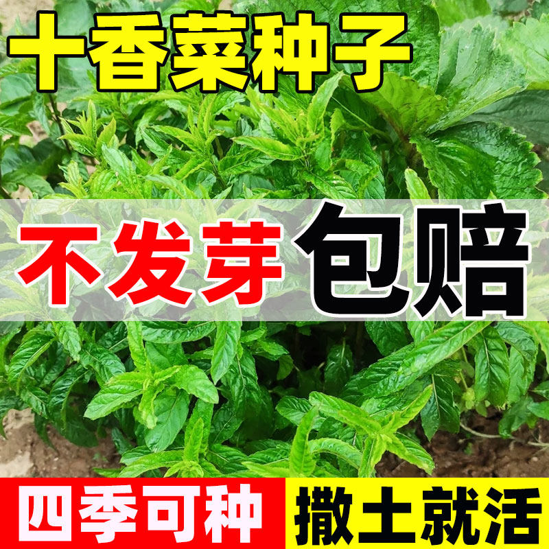 河南十香菜种子四季种植盆栽蔬菜庭院菜园大田易活大叶荆芥留兰香