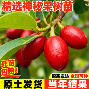 神秘果果树果苗盆栽云南神秘果鲜果干变味果四季阳台庭院盆栽地栽