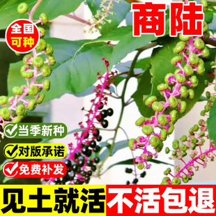 商陆种子正宗垂序商陆种籽四季种植山萝卜土人参见肿消中药材植物