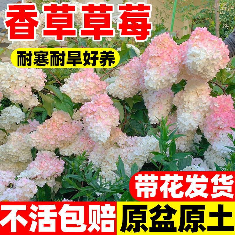 香草草莓圆锥绣球盆栽大花苗带花苞贝拉安娜庭院地栽耐寒花卉植物