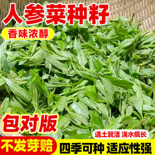 人参菜种籽早熟高产四季播高丽参土人参种子特色养心菜蔬菜种子苗