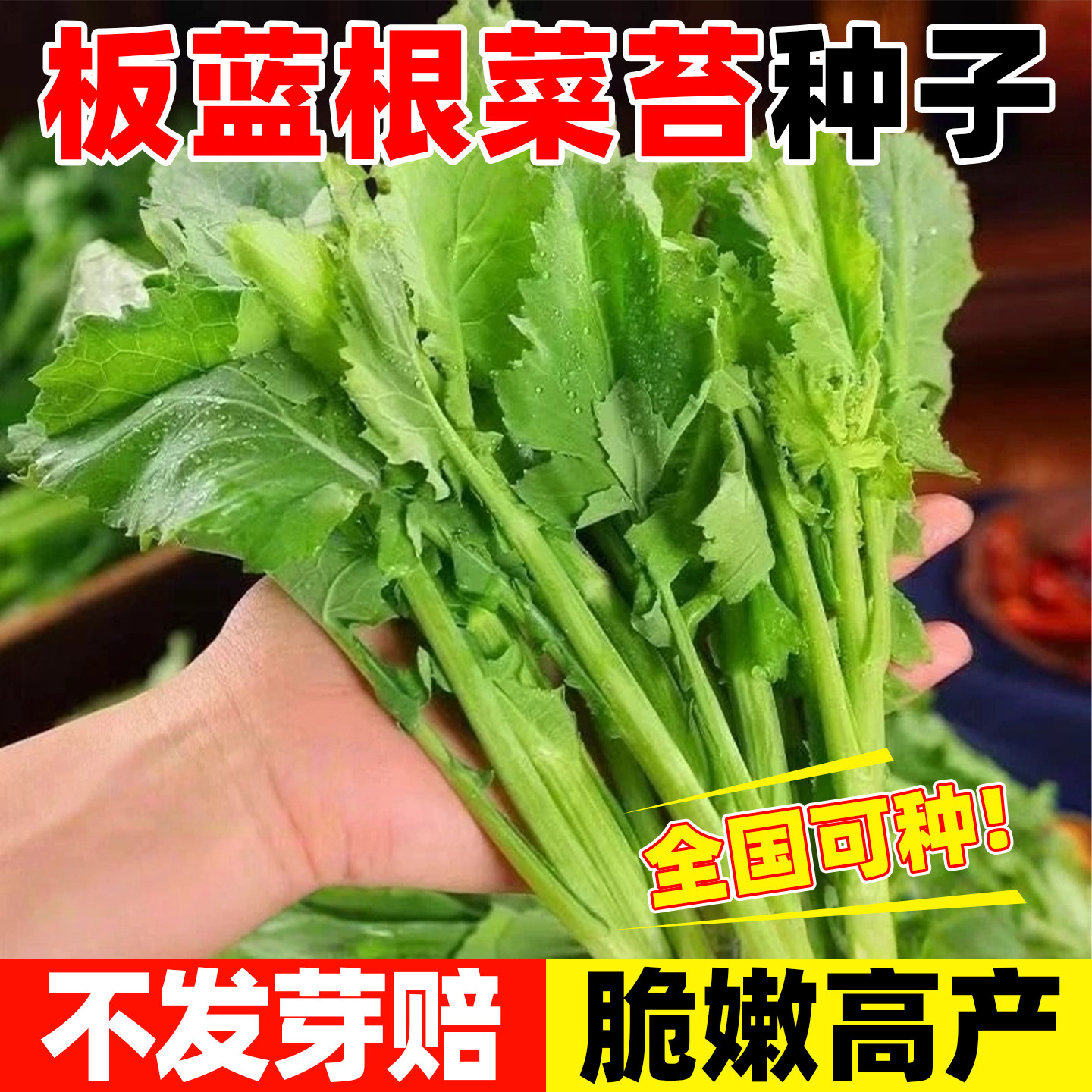 板蓝根青菜苔种子中药材种籽四季蔬菜种孑阳台盆栽春季油菜苔种籽