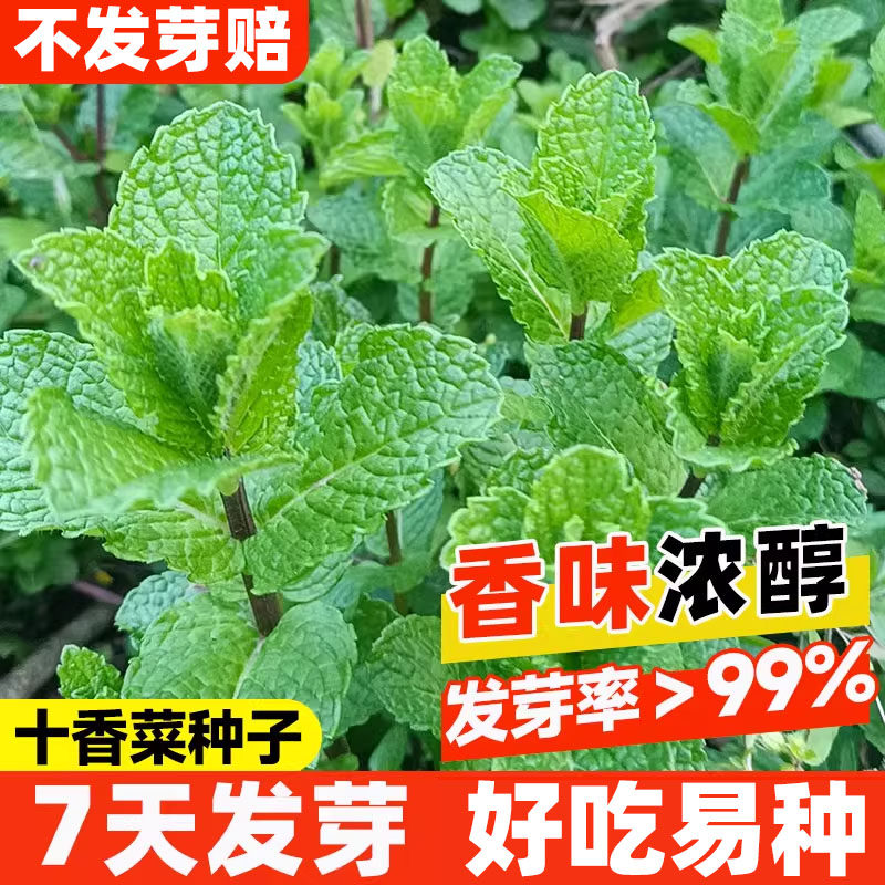 正宗十香菜种籽河南特色春秋播庭院菜园大田易成活大叶荆芥留兰香